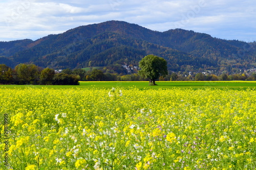 Blühende Senffelder im Dreisamtal im Schwarzwald photo