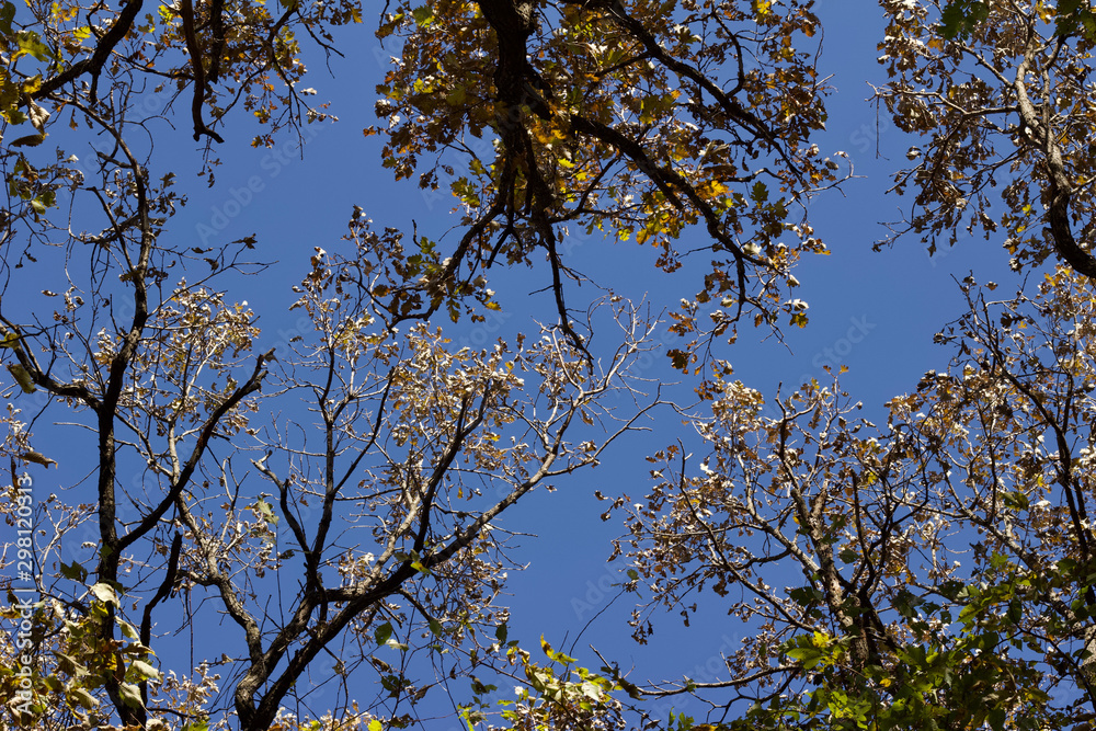 Fototapeta premium Upward view texture of autumn color tree tops with clear blue sky background