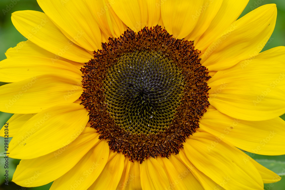 Sonnenblumen Wurmlingen Sonnenblumen Wurmlingen