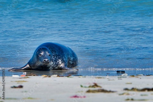 Grey seal on the beach of Heligoland - island Dune