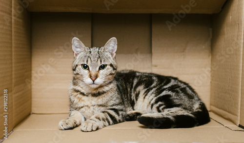 Cute cat sitting inside a box photo