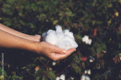 Woman is holding natural cotton photo