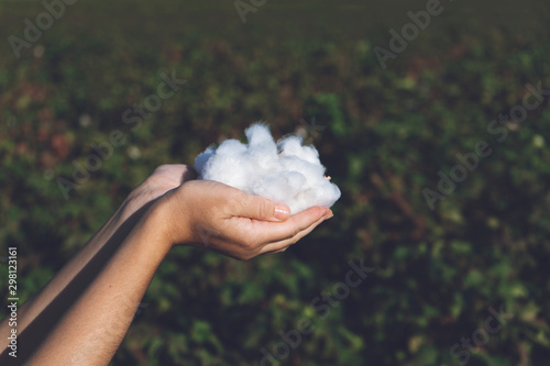 Woman is holding natural cotton