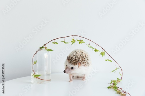 Very cute African Pygmy hedgehog on white background with ivy plant photo