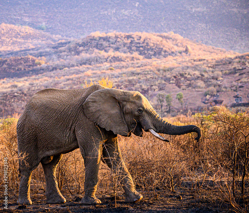African Elephant bull in the early morning grazing on the burnt growth remaining after a veldt fire.