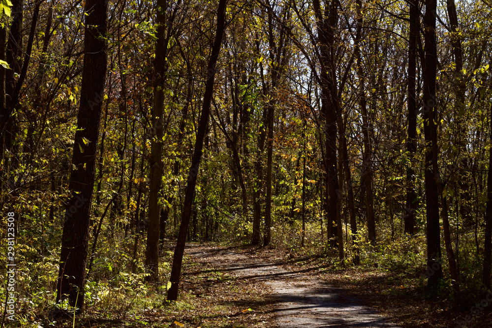 Landscape view of a paved walking trail leading into a forest on a sunny autumn day