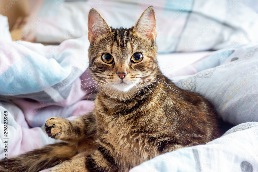 Grown-up kitten sits in blanket on bed