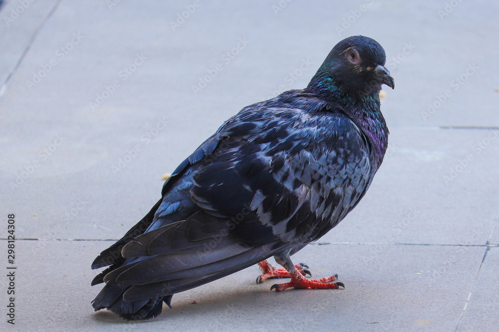 Blue Purple Colorful Pigeon Looking at Camera Blue Purple Colorful Pigeon Looking at Camera