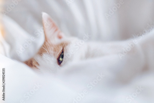 White cat eye looking at camera through bed sheets photo