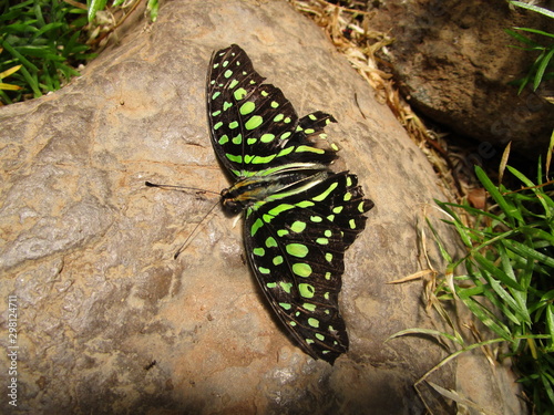 butterfly on stone