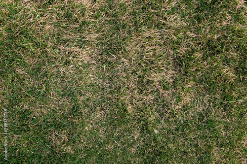 Texture of green and dry grass of the trimmed lawn
