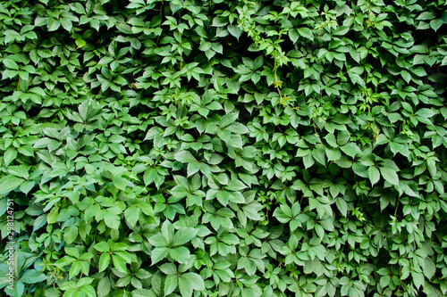 Green leaves of climbing plants as a background