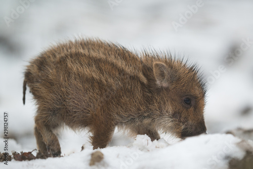 Cute wild boar piglet