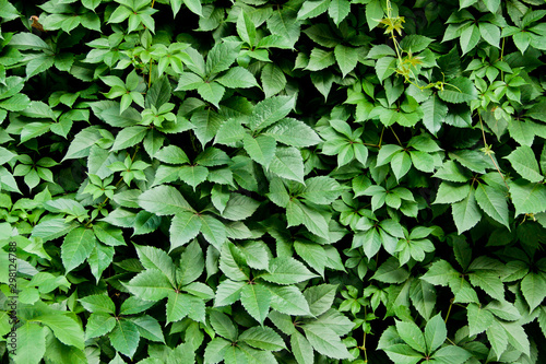 Green leaves of climbing plants as a background