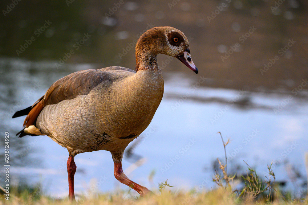 An Egyptian goose alighting from the water and walking towards the photographer An Egyptian goose alighting from the water and walking towards the photographer