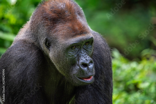 portrait of a western lowland gorilla © DS light photography