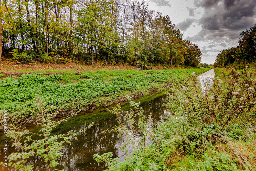 Vegetation, trees and a stream, autumn in the Netherlands Holland Vegetation, trees and a stream, autumn in the Netherlands Holland