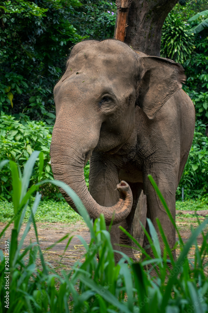 Naklejka premium sumatrean elephant