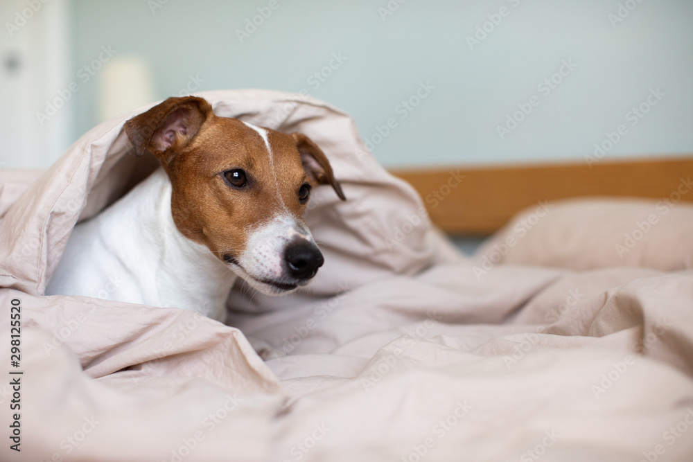 a dog waking up in bed a dog waking up in bed