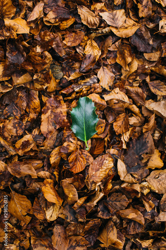 Green leaf lyiing on dry leaves.