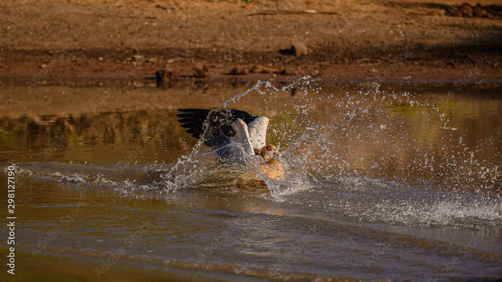 Fototapeta premium Egyptian Goose landing into the water with a big splash at remote dam