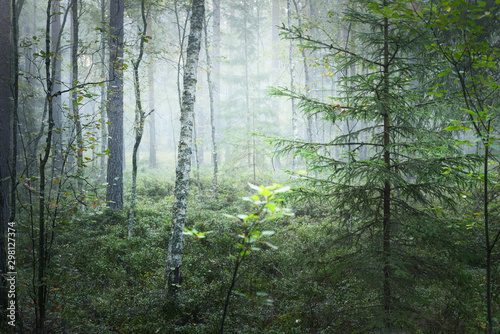 Dark forest scene. Morning fog and sunlight through the trees. Pine and spruce close-up. Kemeri, Latvia photo