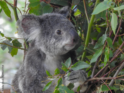 Koala eating eucalyptus at a sanctuary in Australia photo
