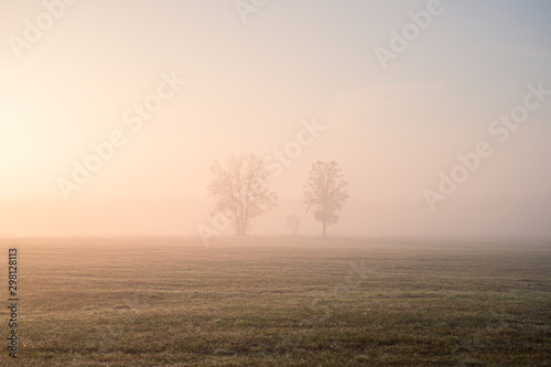 lonely trees on the field during foggy sunrise