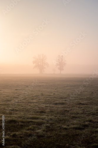 lonely trees on the field during foggy sunrise
