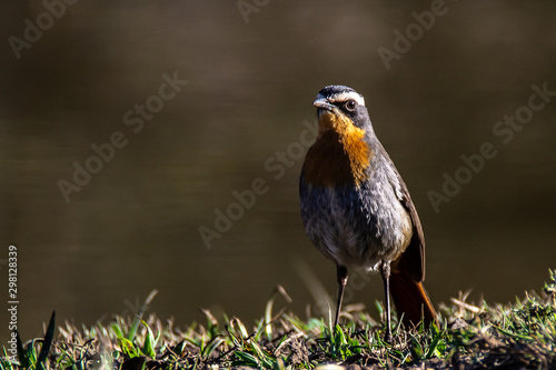 Photography Cape Robin Chat looking around and pausing while scouring the undergrowth and le