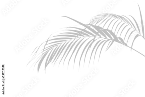 Abstract palm leaves shadow on white wall Background. Blank copy space.