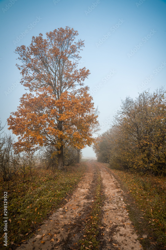 Fototapeta premium Autumn tree