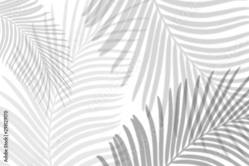 Dekoracja na wymiar  abstract-palm-leaves-shadow-on-white-wall-background-blank-copy-space