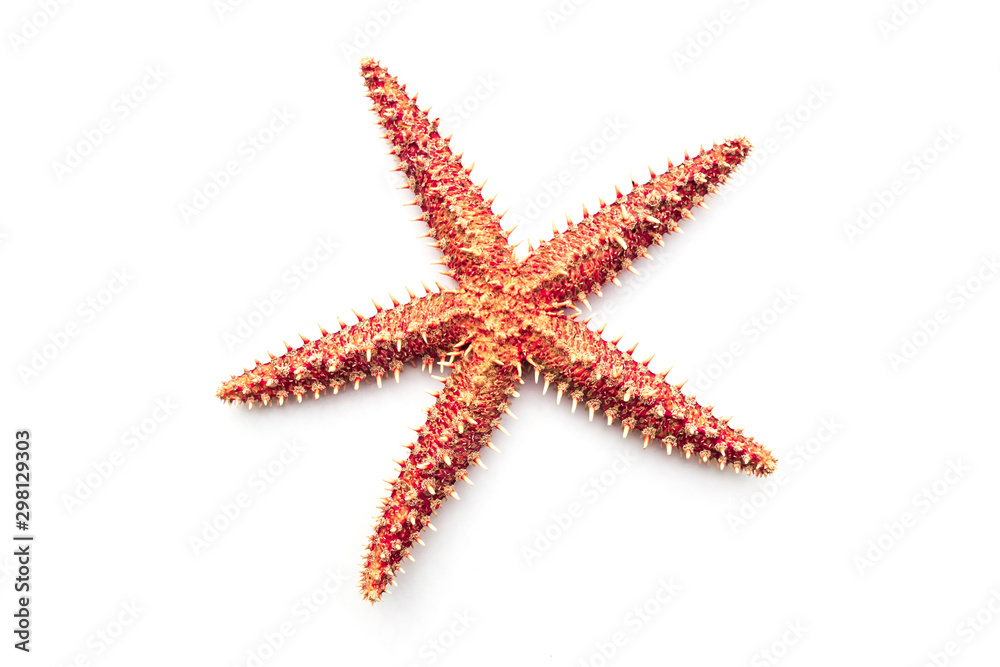 Real dry Starfish on the white background. Real dry Starfish on the white background.