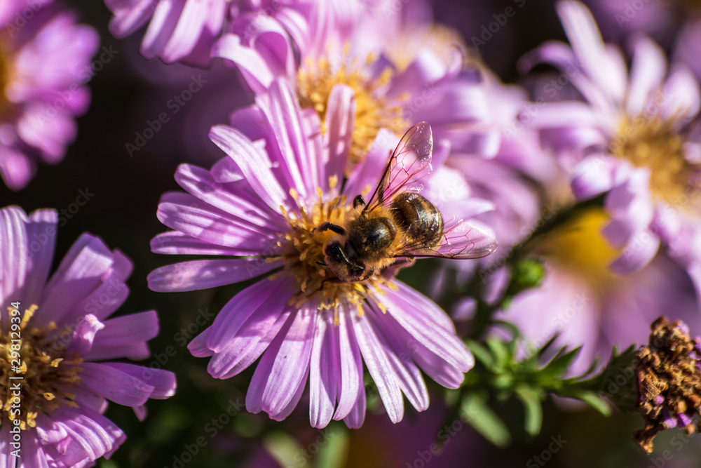 Bee on a flower at sunny autumn day Bee on a flower at sunny autumn day