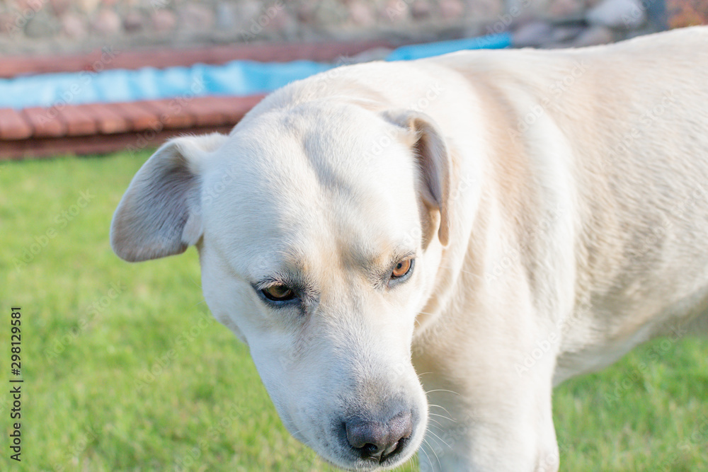 Dog Labrador playing in the yard