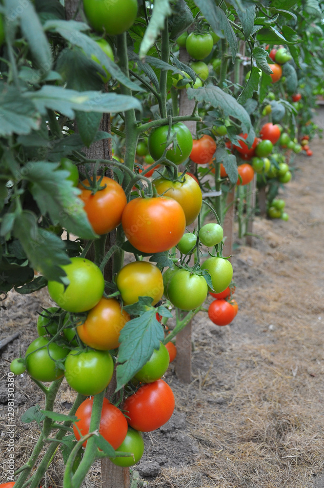 Tomatoes ripen in a greenhouse