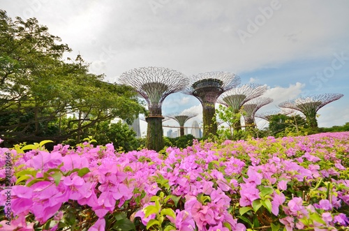 View of the trees of the future in Singapore through pink flowers