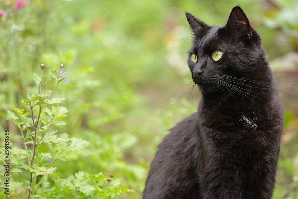 Beautiful bombay black cat portrait with yellow eyes  in nature, copyspace. Сat is looking in the left	