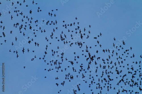 Swarming of the bats in Mulu National Park, Borneo, Malaysia