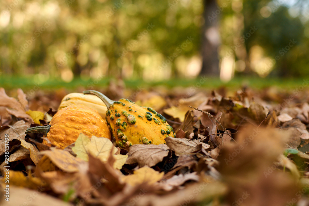 Obraz premium Different varieties of pumpkins lie on autumn leaves.
