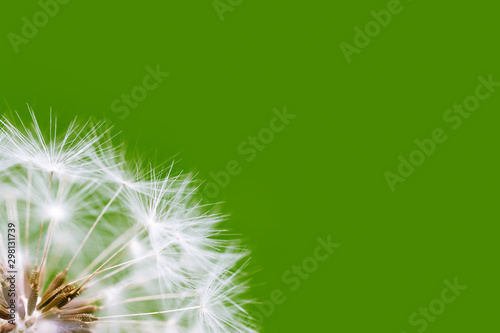 White dandelion inflorescence on a green background.