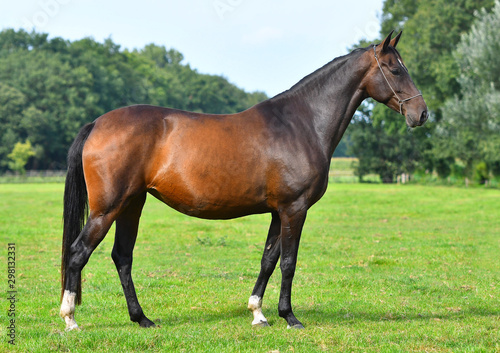 Dark bay horse exterior. Horse standing in the field sideways. 