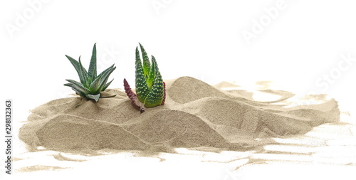 Cactus in pile desert sand dune isolated on white background, clipping path