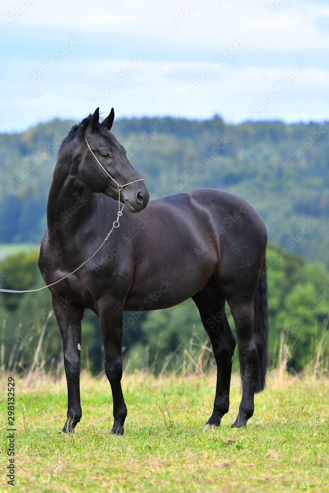 Black hannoverian horse in show halter standing in the field and looking away. Animal portrait. Black hannoverian horse in show halter standing in the field and looking away. Animal portrait.