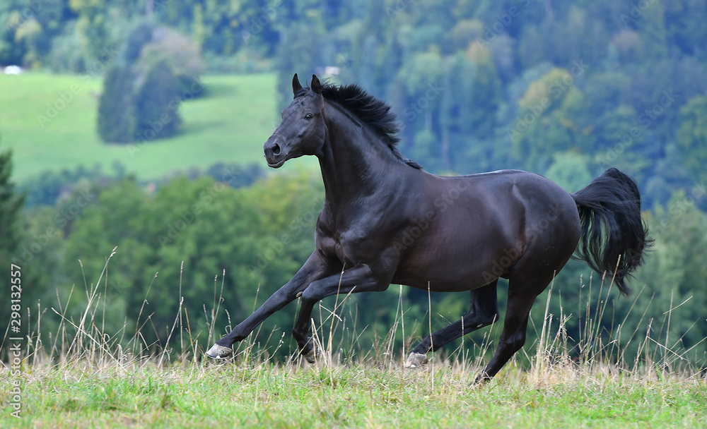 Fototapeta premium Black hannoverian horse running in the field near forest in summer. Animal in motion.