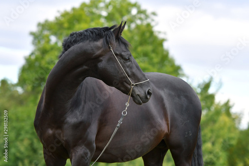 Black hannoverian horse in show halter standing in the field. Animal portrait close up. photo