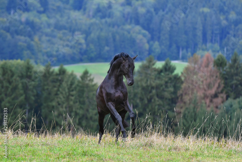 Black hannoverian horse rears and plays in the field wild and free near forest. Animal in motion.