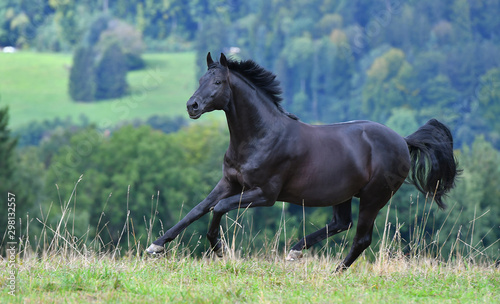 Black hannoverian horse running in the field near forest in summer. Animal in motion. photo
