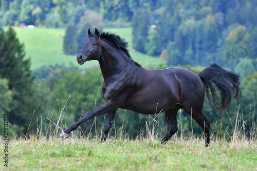 Black hannoverian horse running in the field near forest in summer. Animal in motion.